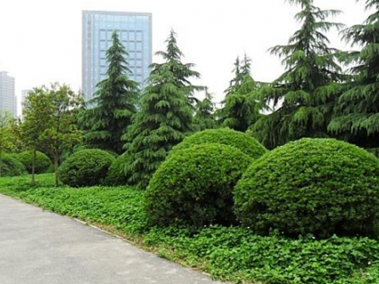 关于植物景观设计的思考