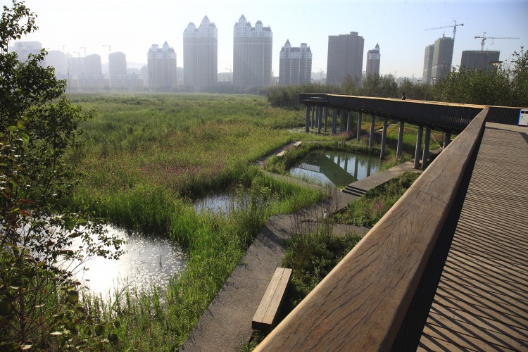 2009年中旬，土人景观接到了在这座新城的中心设计一座34.2公顷的湿地公园的项目，该项目同时被列为保护性区域湿地。由于场地的四周被道路和高密度开发区包围，湿地原有的水资源被切断，湿地面临退化并将消失的危险。土人景观所采取的策略是要将濒临消失的湿地转化为“绿色海绵”——一个城市雨洪公园，不仅可以挽救消失中的湿地，同时营造出具有多种生态服务功能的城市生态基础设施。设计中的挑战是显而易见的：如何让一片生态和生物系统均被城市发展切断的湿地在城市中心得以保留？如何让这样一片市区中的湿地生态环境为城市提供多重的生态系统？怎么样经济地解决这一庞杂的景观问题？答案是将湿地转化为一个多功能的雨洪公园，收集、过滤、储存雨水，使之渗透至地下蓄水层，同时在城市中提供新的休闲和审美体验。 